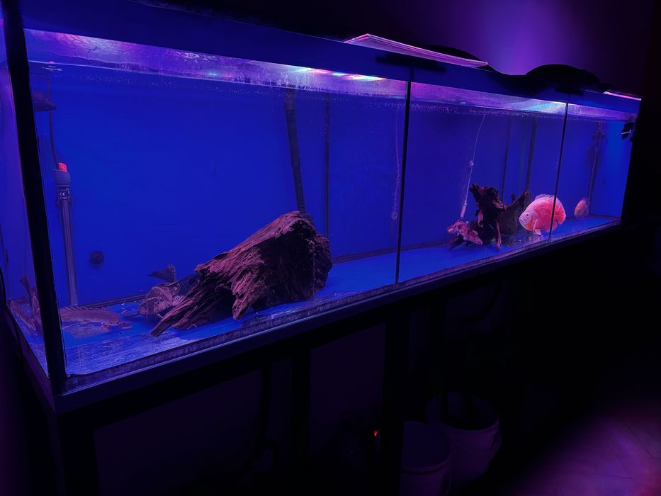 Aquario 2,60m com estrutura e filtros