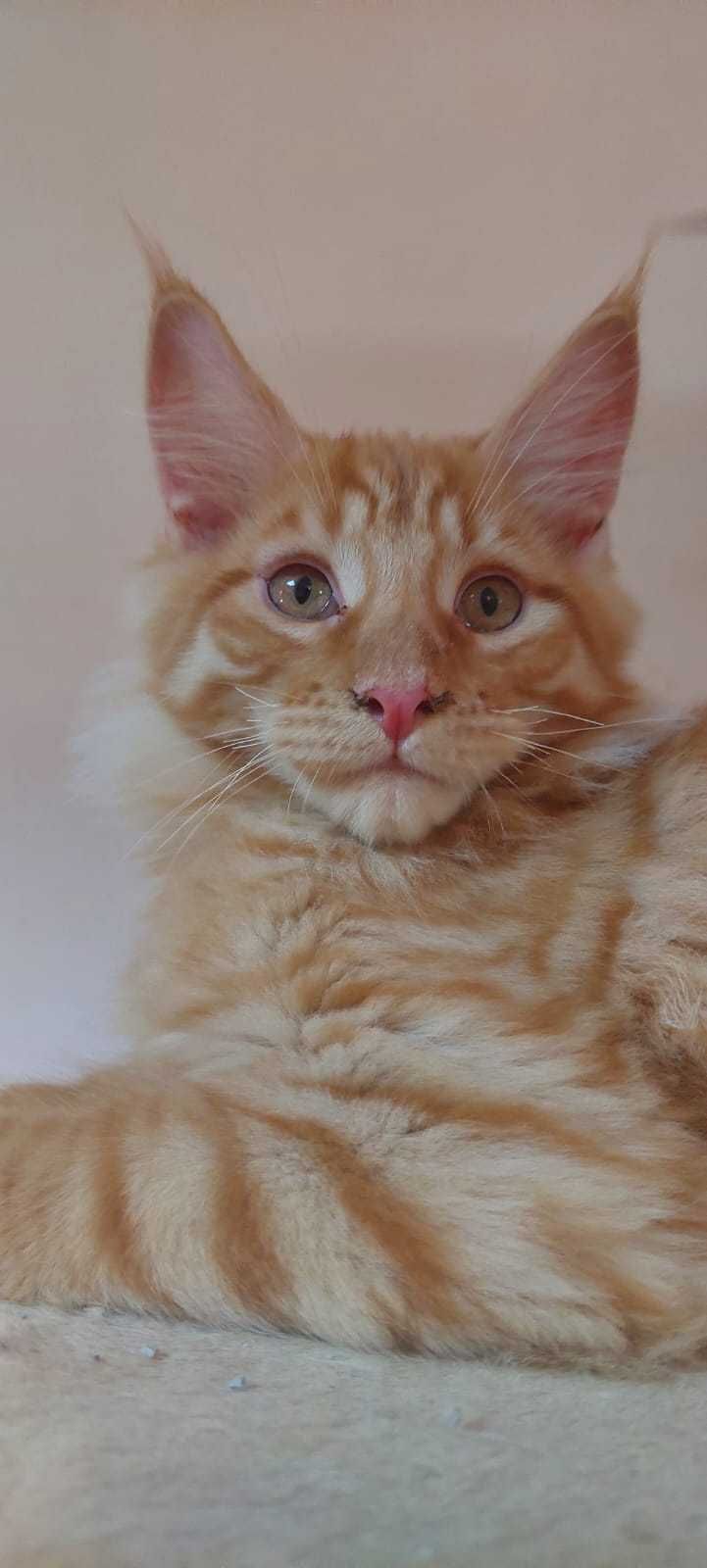 Kocurek  Maine Coon