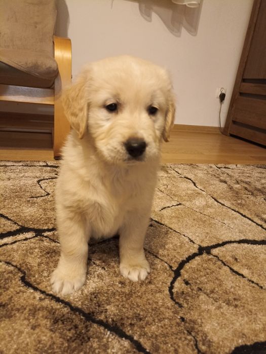 Golden retriever