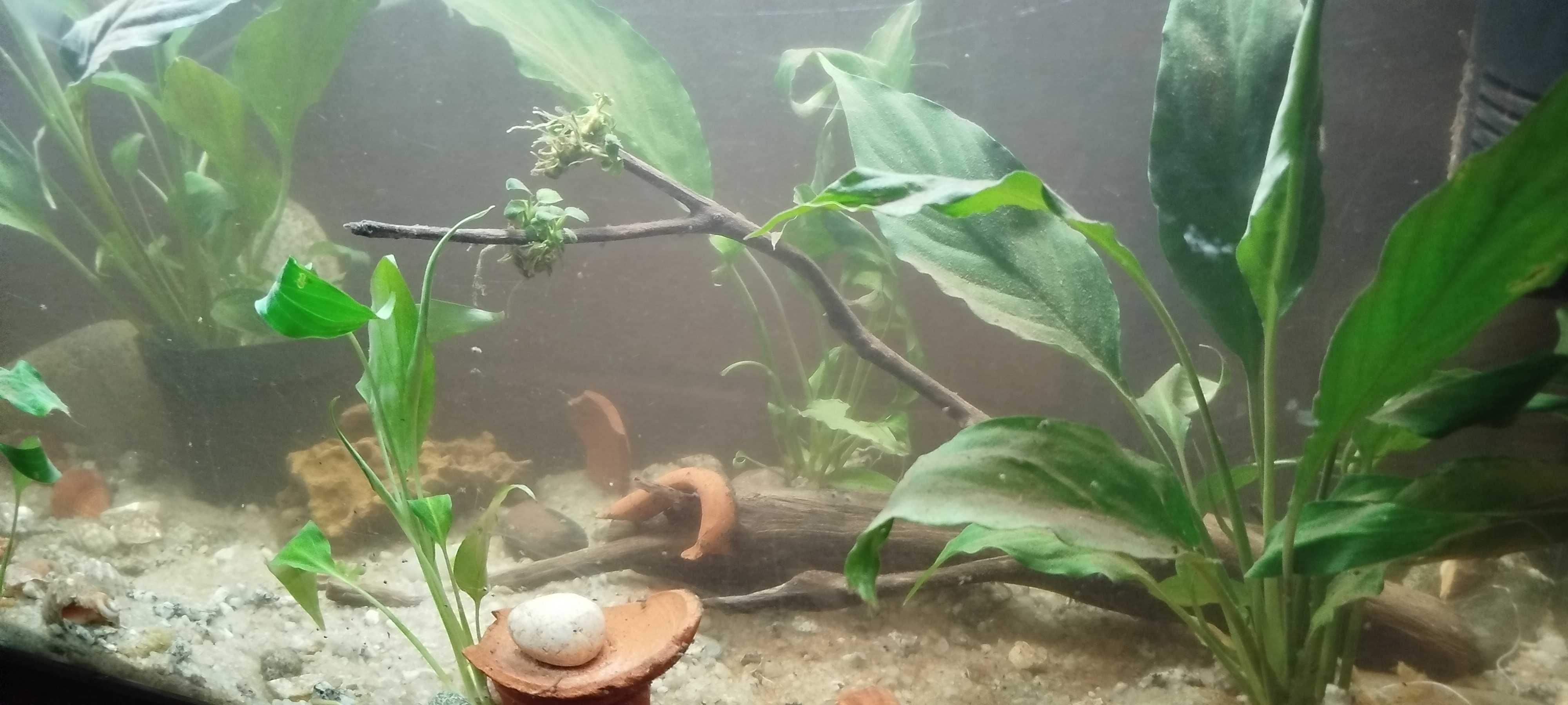 Peixes troncos plantas