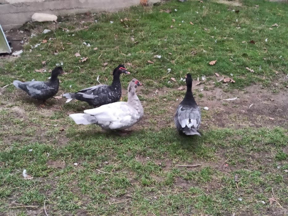 Kaczki piżmowe kaczory piżmowe kaczki francuskie kaczory francuskie