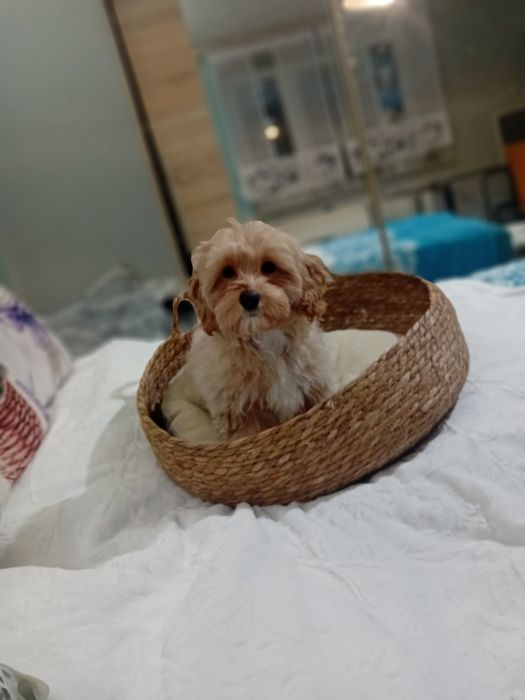 Maltipoo ,maltańczyk &pudel toy suczka