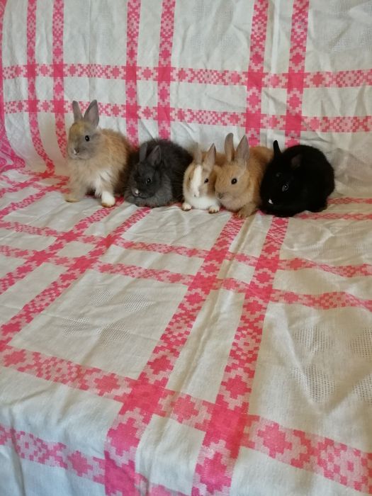 Króliczki karzełki króliki miniaturki