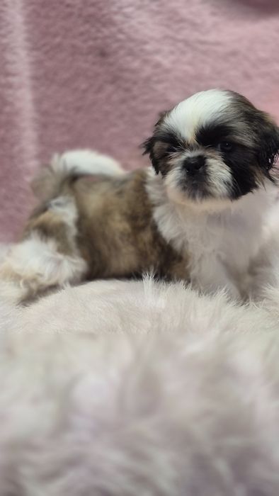 Suczka  Shih Tzu