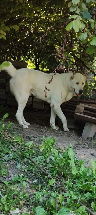 Za darmo owczarki srodkowo azjatyckie  9 tygodniowe