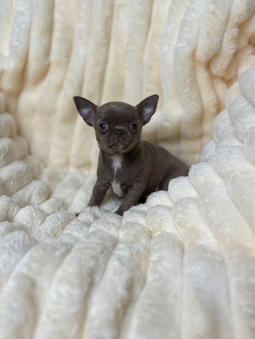 Cudowna liliowa dziewczyna chihuahua FCI