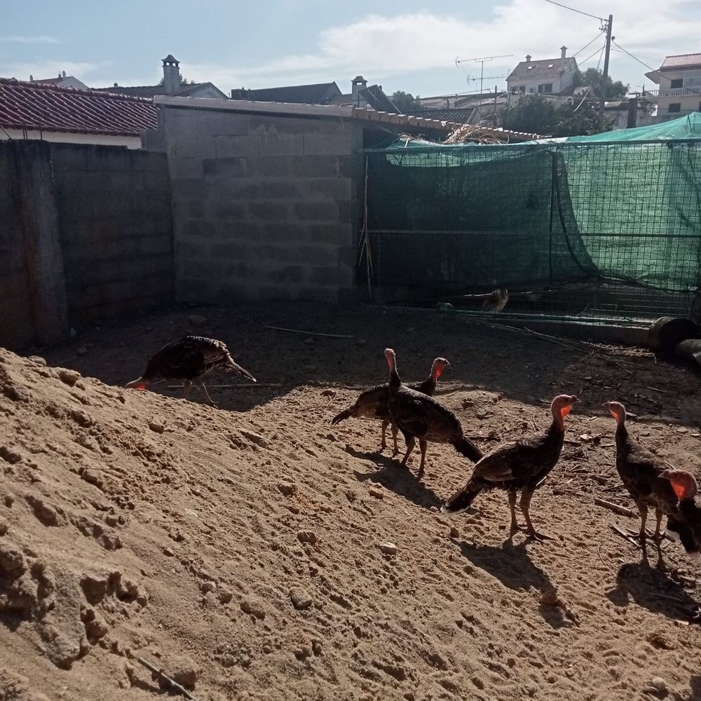 Perus e patos  e galos