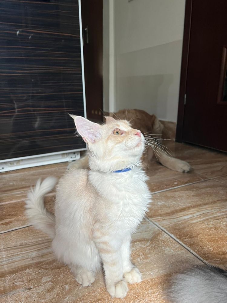 Kotka Maine Coon “DORIS” es23 FPL/FIFE kremowa ze srebrem LINIA SHADED