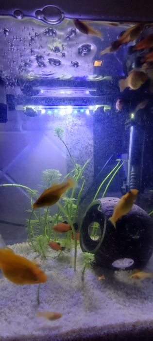 Troco peixes por outros