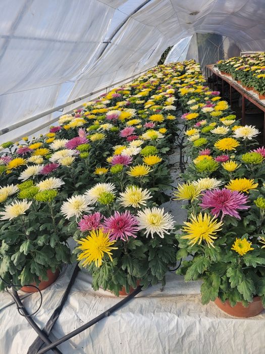 Chryzantemy Wielkokwiatowe * Średniokwiatowe *ANASTAZJA*IRINA*ROSELA*