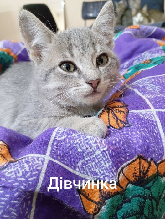 Кошенята в родину.