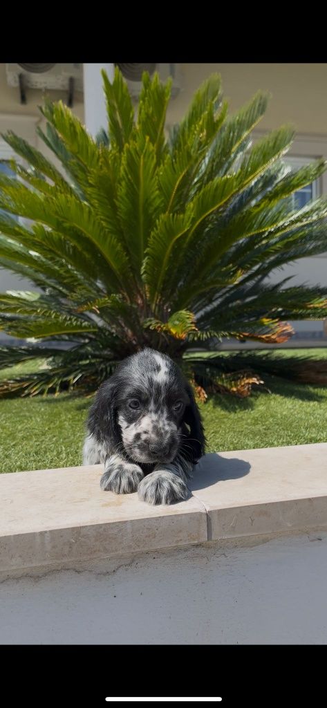 Cocker spaniel inglês fêmea