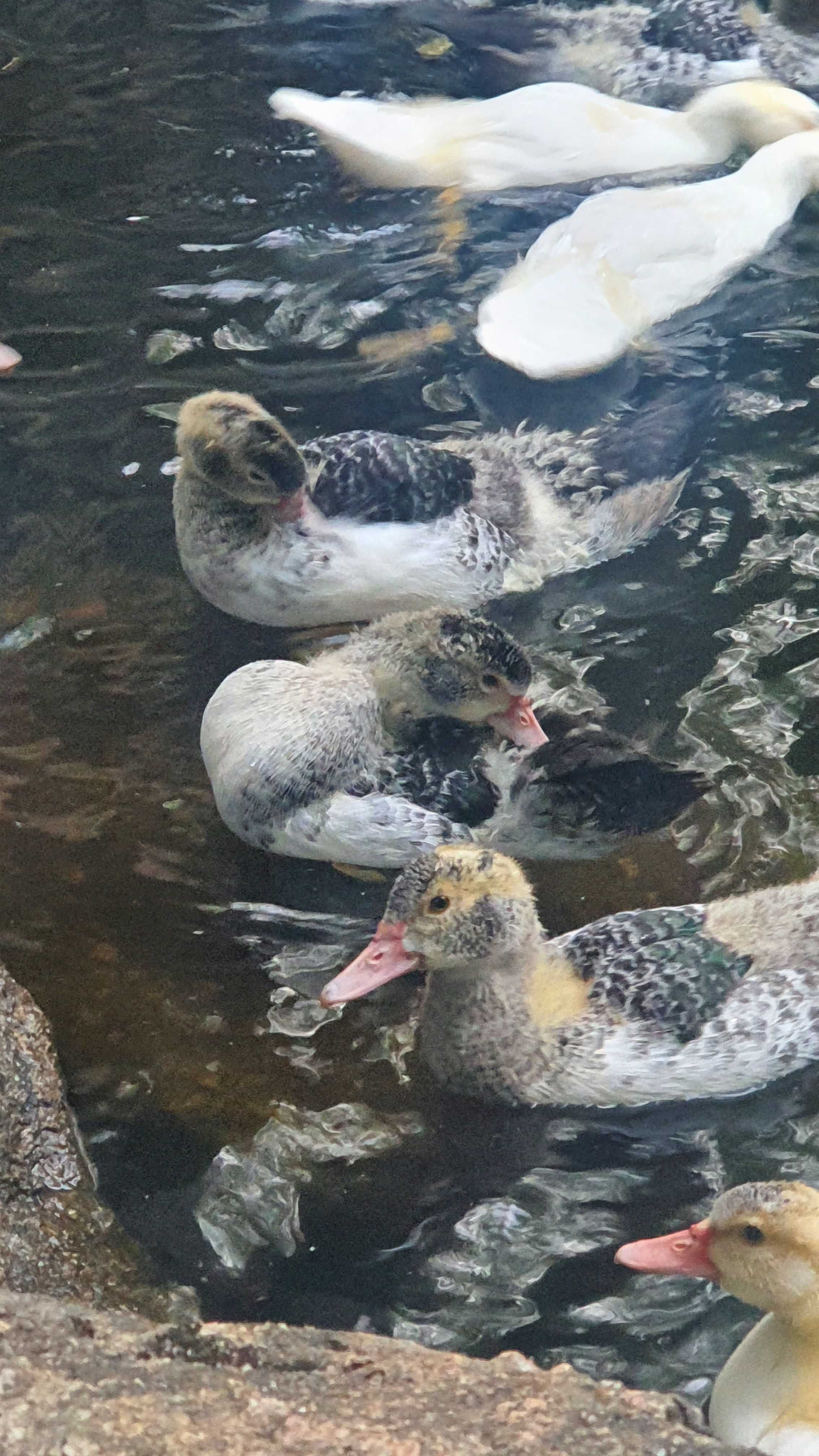 Patos Muscovy Jovens à Venda – Saudáveis e Bem Criados