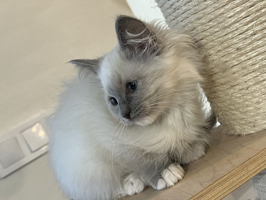 Sliczny  kocurek ragdoll gltowy do zmiany domu