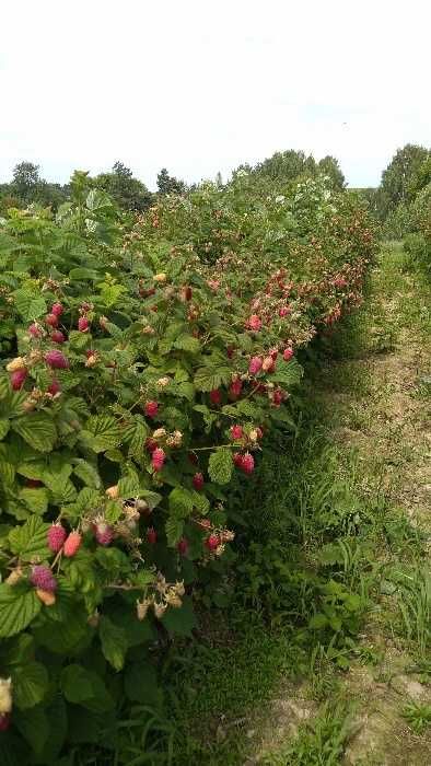 Sprzedam sadzonki malin Laszka ,Glen ,Sugana inne Duże owoce ,Wysyłka