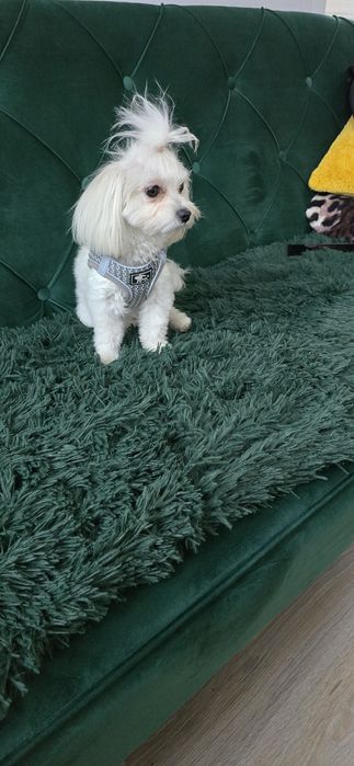 Maltanczyk suczka dorosła