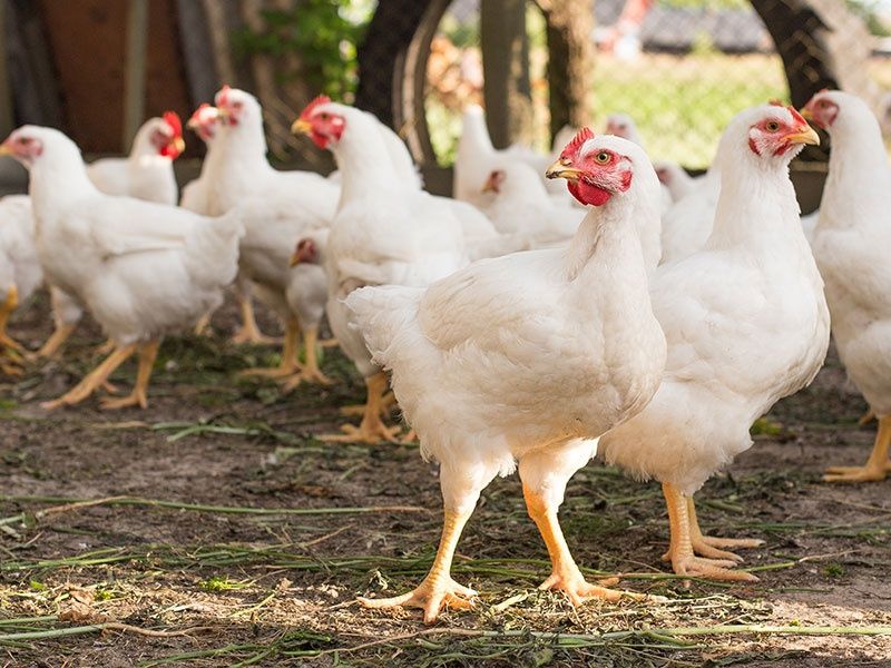 Kurczaki (brojlery)