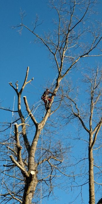 Arborysta, wycinka i pielęgnacja drzew trudnych Międzyrzecz i okolice