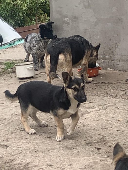 Мальчик Дик, ~4 месяца