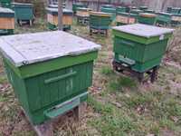 Pszczoły, ule, likwidacji pasieki