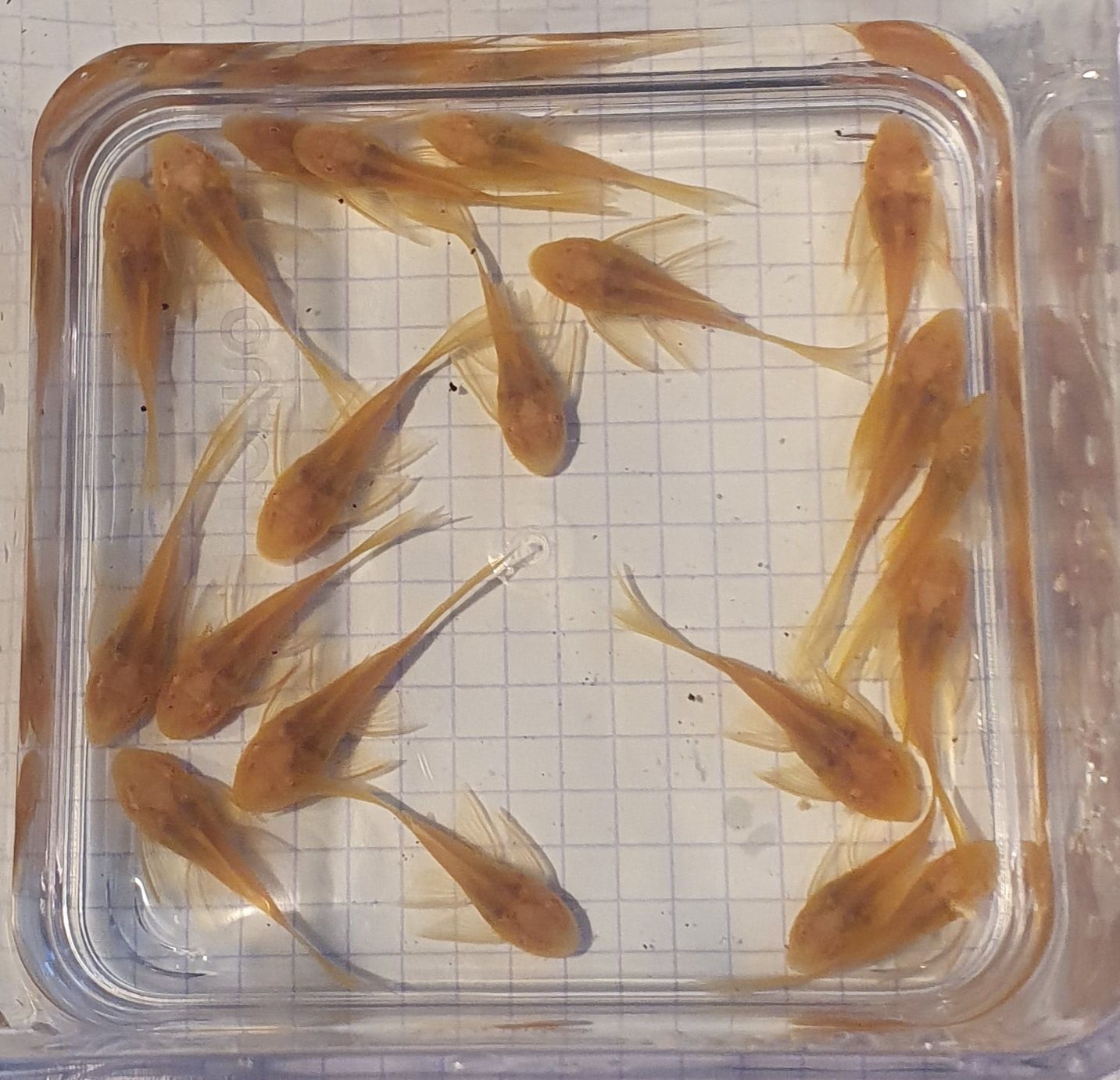 Ancistrus Green Dragon Albino long fin Weloniasty Wysyłka Zbrojnik