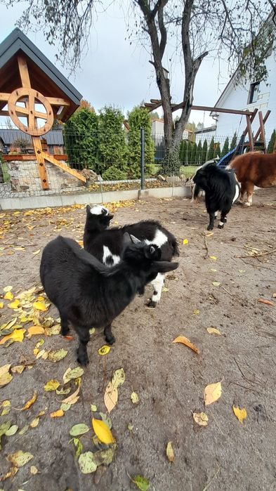 Sprzedam koziolki miniaturki