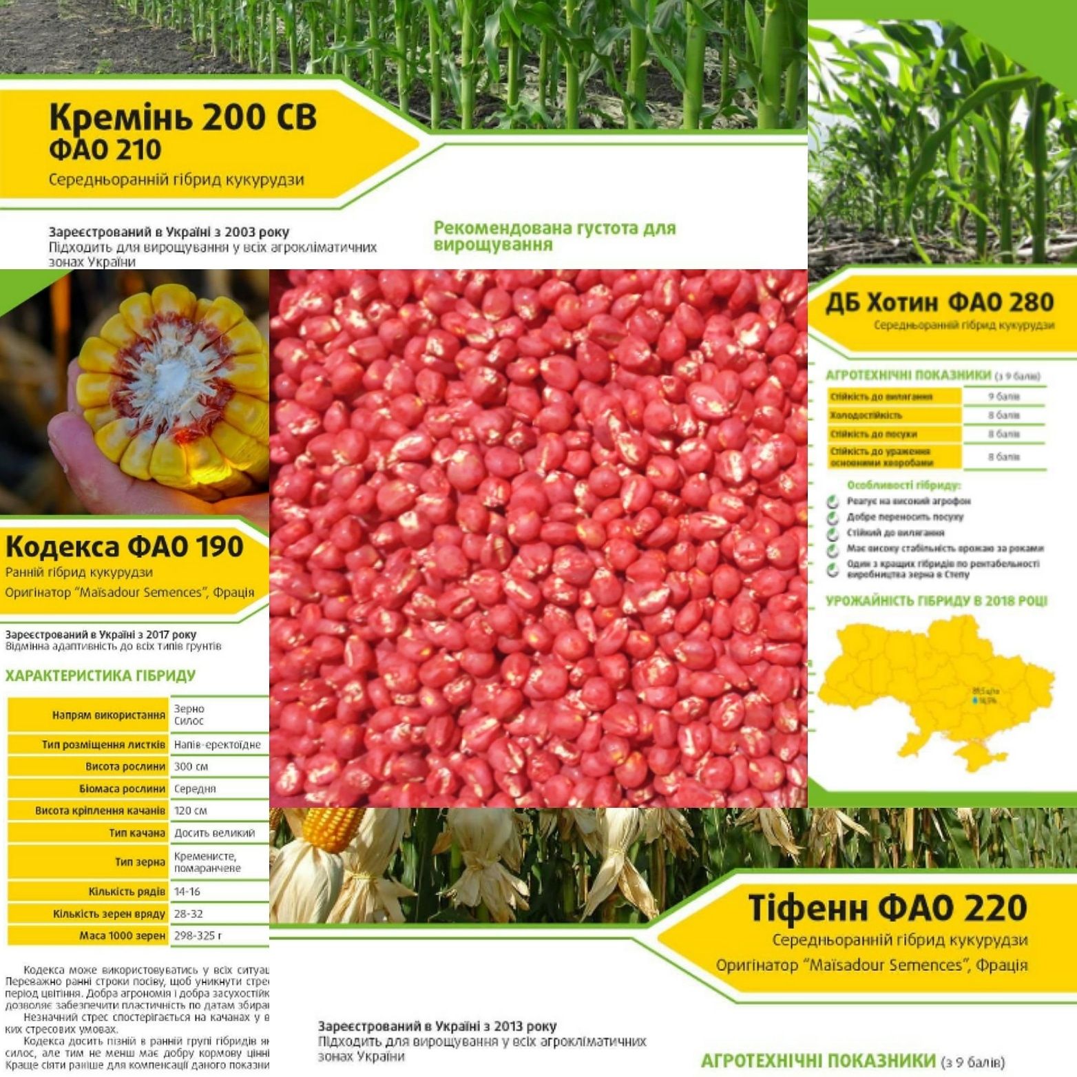 Насіння кукурудзи ДБ Тирас ФАО 190,семена кукурузы,гібриди,Монсанто,Хо