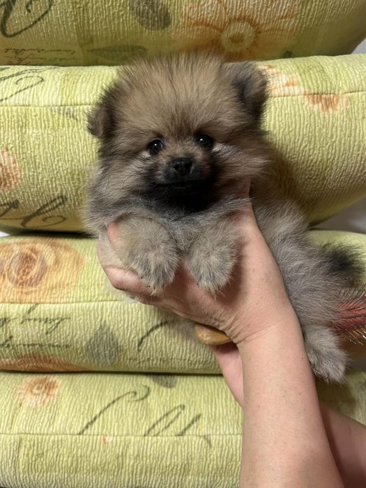 Продам щенків померанського шпіца
