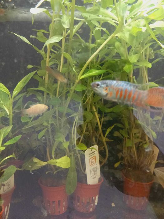 Macropodus opercularis blue \ Paraiso Azul