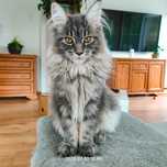 Maine Coon kotka