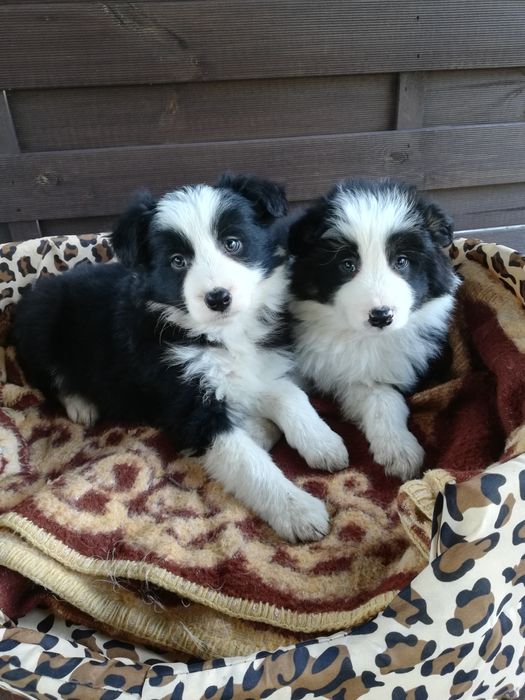 Border collie szczeniak!