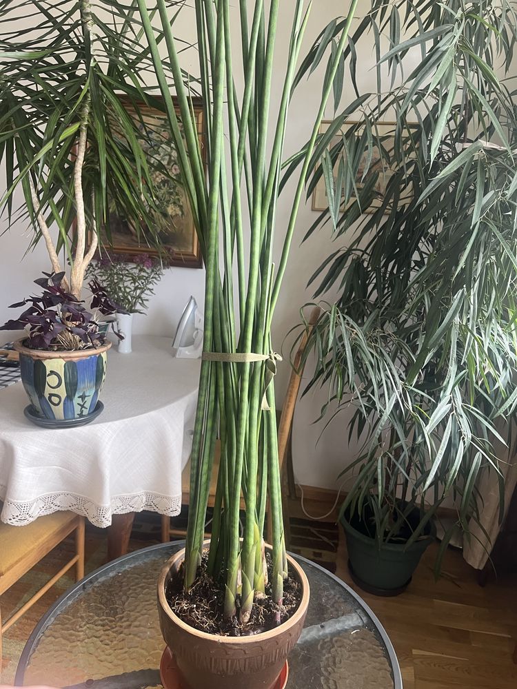 Wężownica Kwiaty do domu, biura
