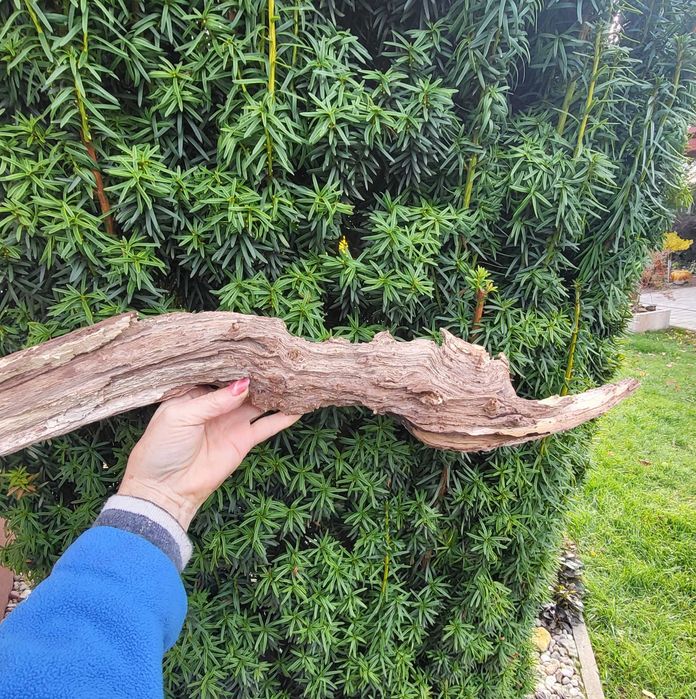 Korzeń do terrarium długość 55cm