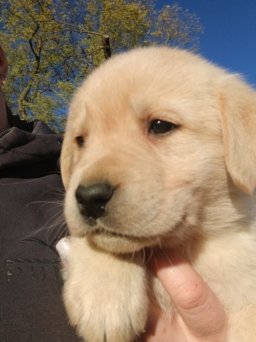 Цуценята лабрадорчики