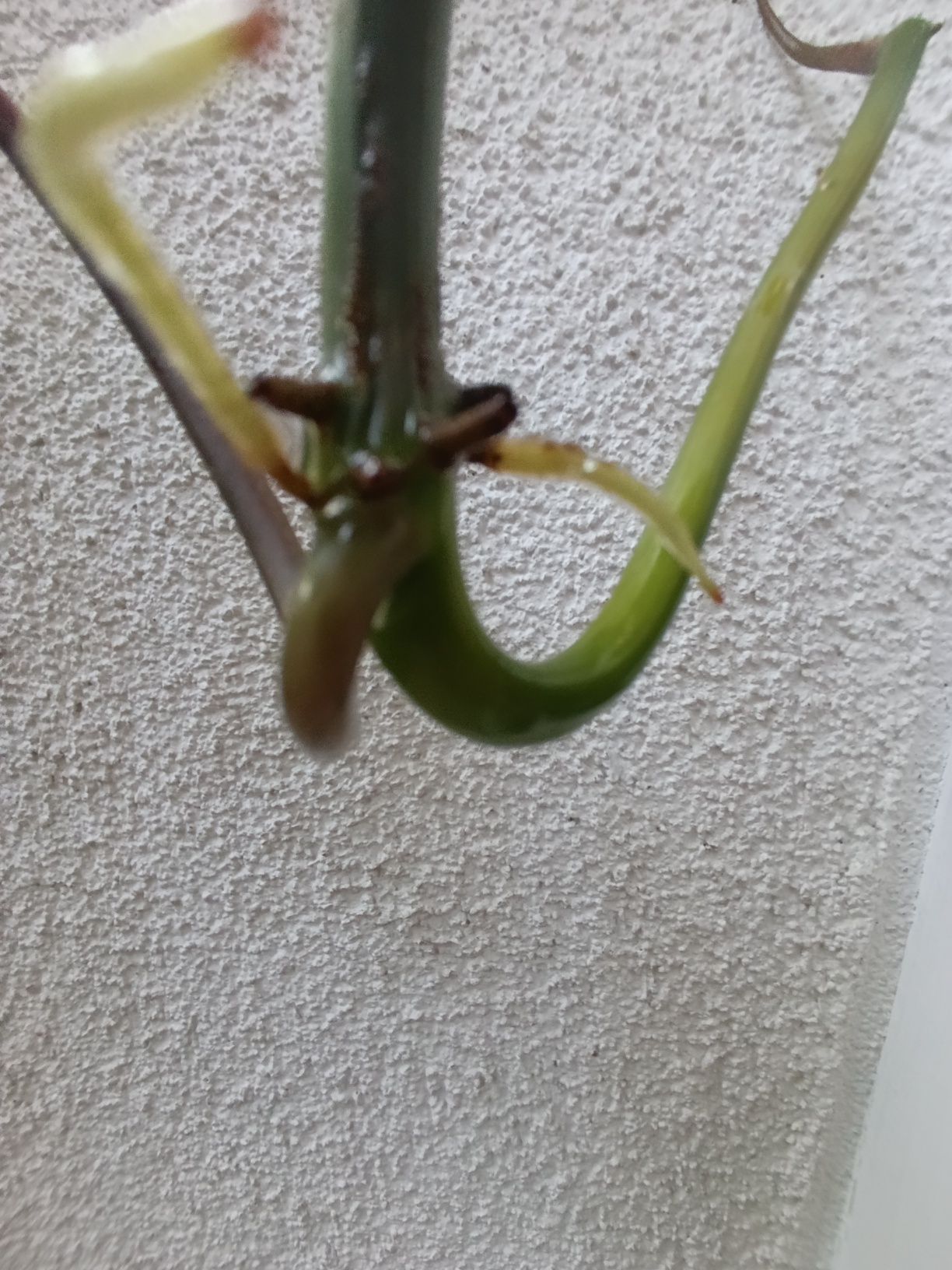 Philodendron Mayoi II