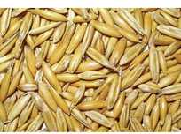 Продам овес -1 відро/50 грн