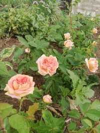 Róże pełnokwiatowe, wielkokwiatowe
