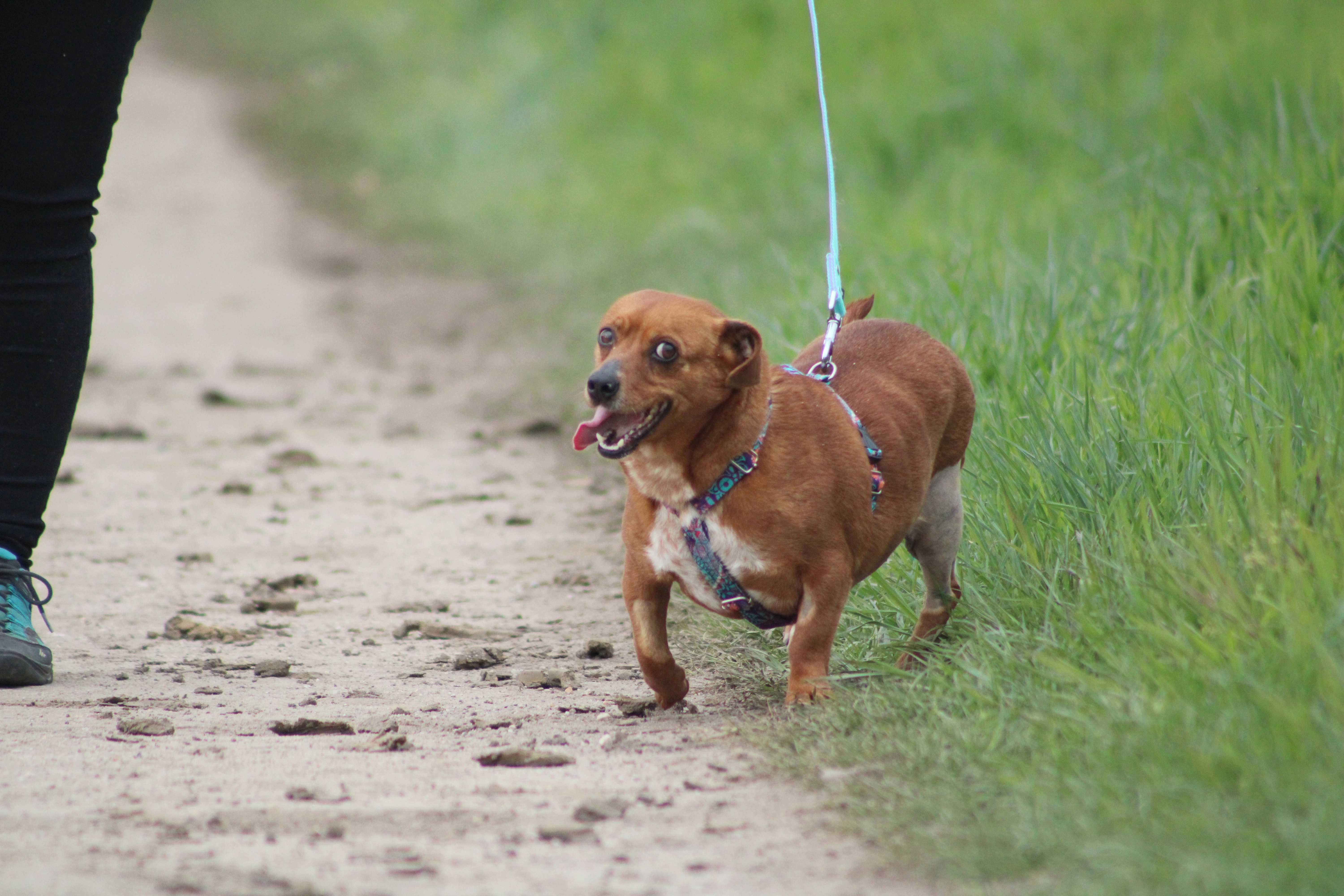 BONA sunia kochana łagodna spokojna adopcja schronisko mała