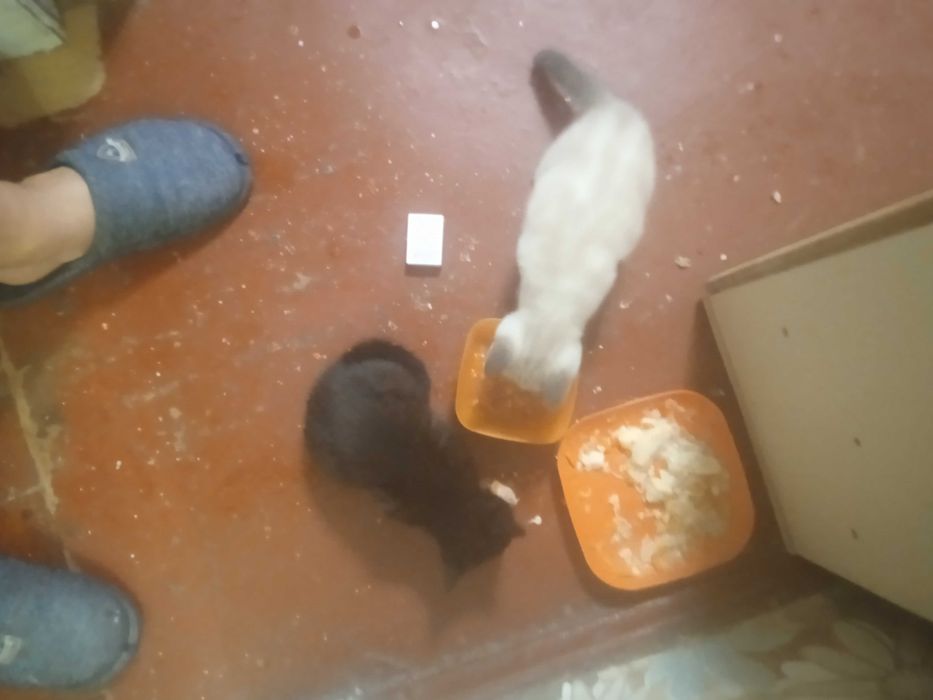 Отдам котят 1 месяц