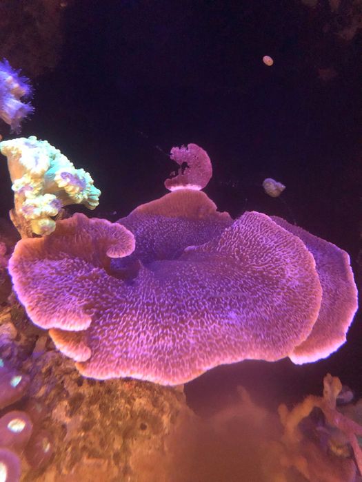 Montipora talerzowa czerwona, koralowce sps