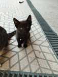 Dá se gatinhos bebés