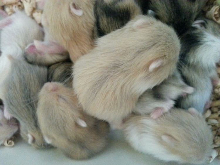 Джунгарские хомячки рыжие и белые