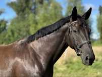 Piękny kary wałach ( Czador x Carbol hol. x Lombard )
