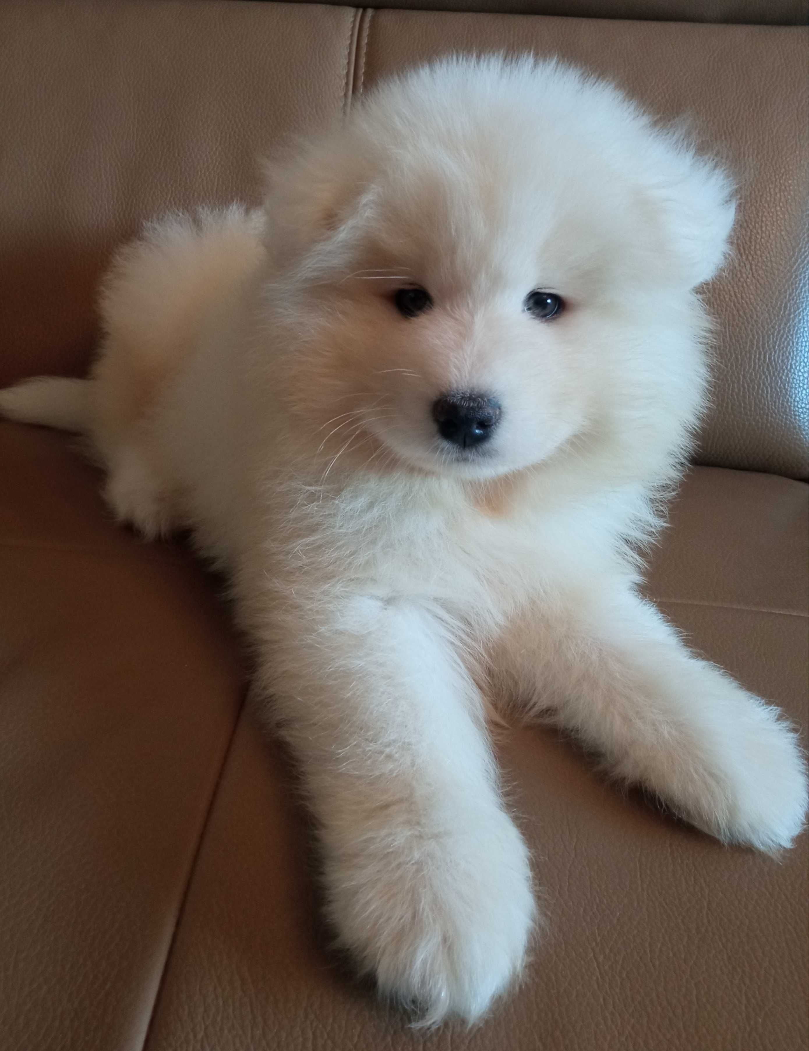 Samoyed - piękny piesek - ZKwP - FCI