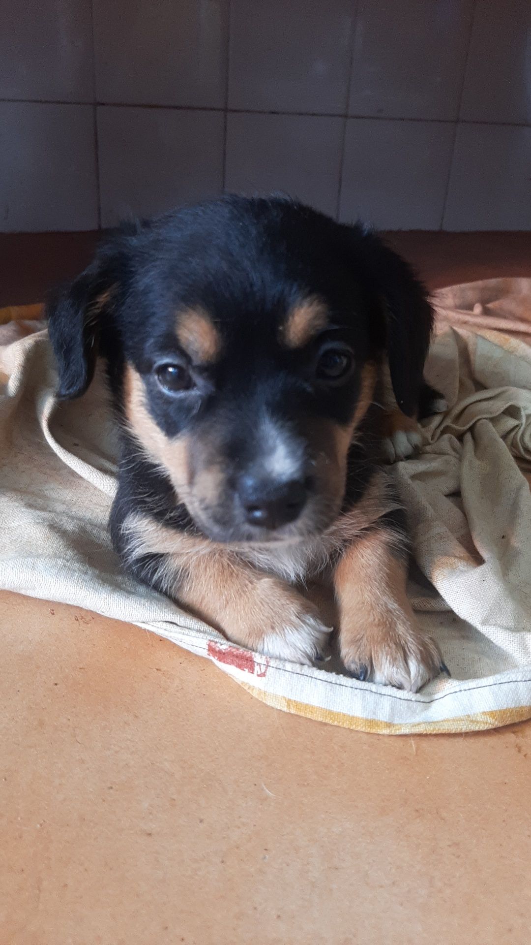 Cães bebés tudo fêmeas