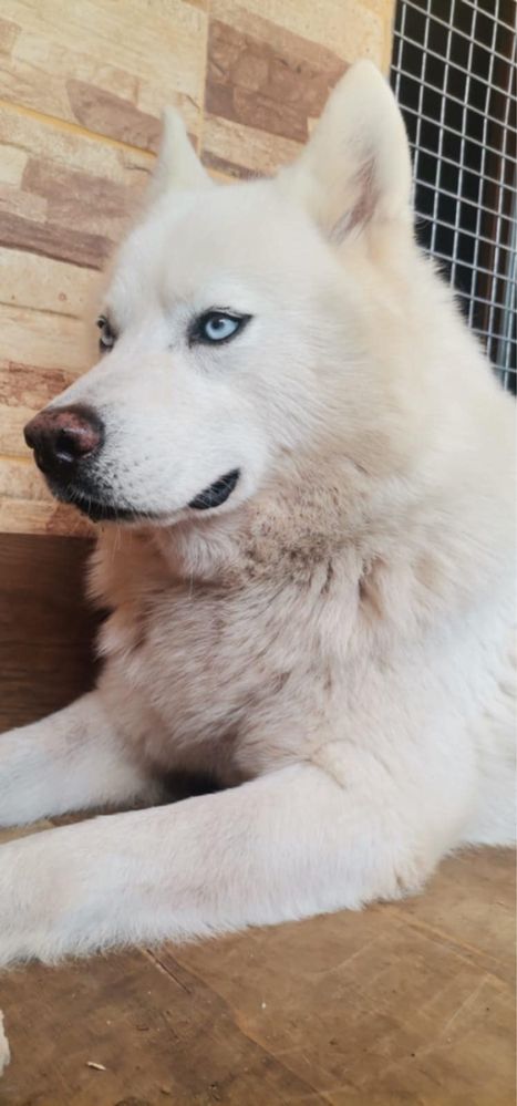 Husky siberiano c/lop