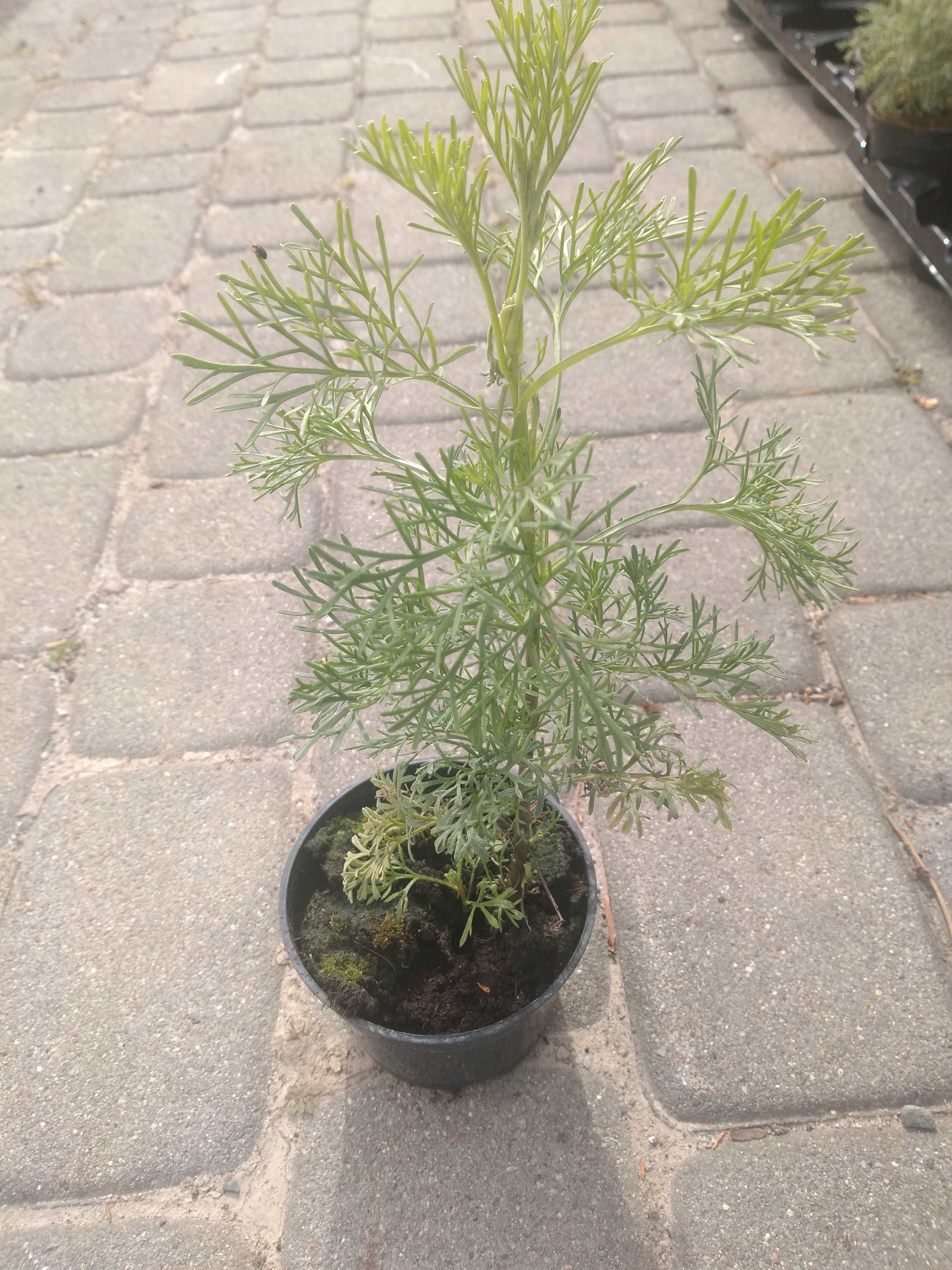 Bylica boże drzewko „cola” Artemisia „Cola Bush”