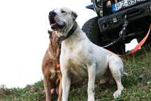 Dog Argentyński XXL Bandog Presa Canario Tosa Inu
