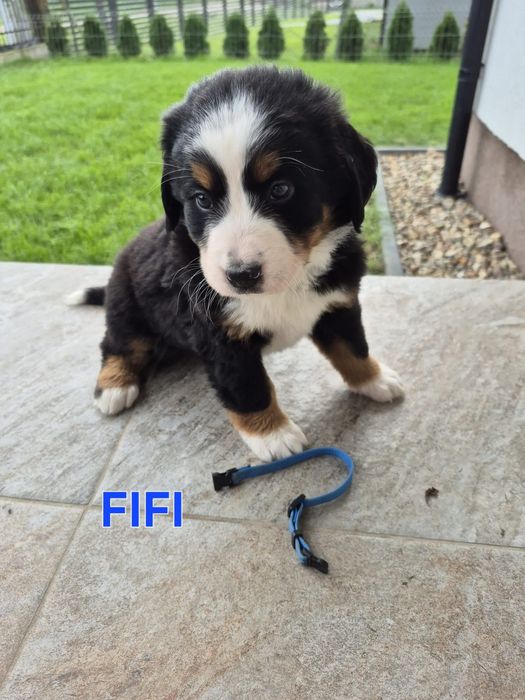 Berneński Pies Pasterski