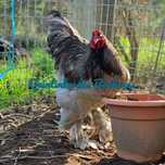 Brahma azul(ovos)